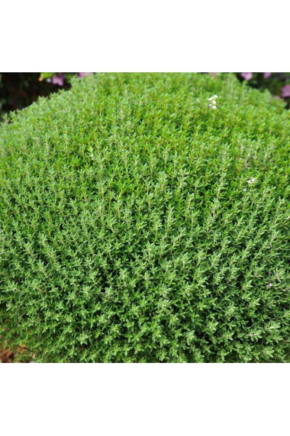 Thymus vulgaris `Fredo` – рослина з дрібним листям для сонячних місць